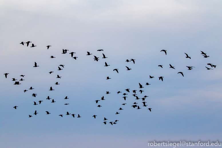 hayward regional shoreline